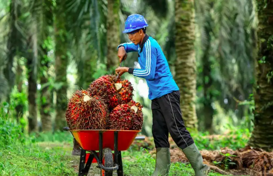 Gaji PT Asian Agri Terbaru 2026